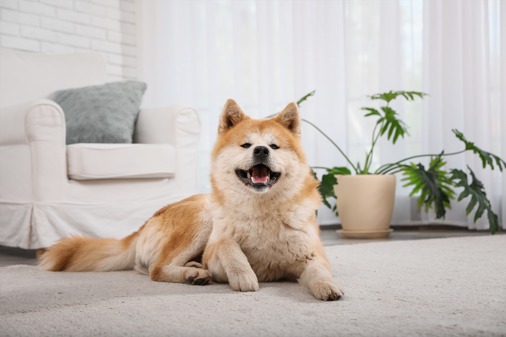 Corgi
